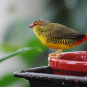 Judy Istock Butterfly Haven. Courtesy of Peggy Notebaert Nature Museum