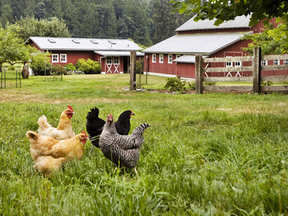 Chickens in a ranch