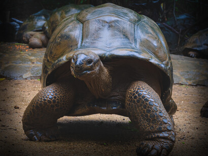 A lone tortoise, the average life expectancy of tortoises is anywhere from 80 to 150 years. Some species are known to live even longer, up to 250 years