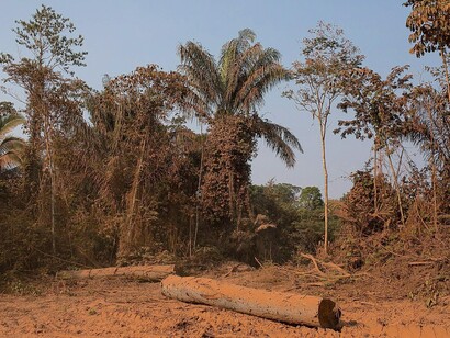 Toras de madeira são vistas a beira da rodovia BR 230 em trecho dentro da TI Jiahui. Foto: Bruno Kelly/Amazônia Real