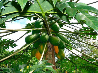 Planta cargada con lechosas comenzando a madurar