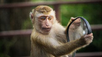 La pensée consciente chez l’animal supérieur lui  permet de s’installer dans son milieu et de réagir à ce qui est significatif