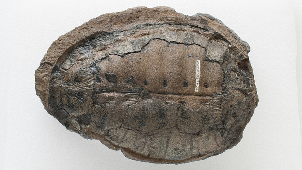 Paleontology. Courtesy of Royal BC Museum