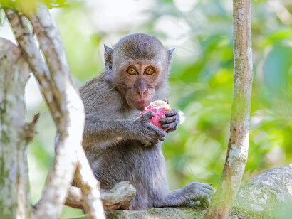 Polygyny in monkeys is widespread mainly for the reason of maximum profit with minimal effort