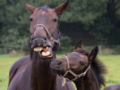 Ridi ridi cavallo che vado al ballo