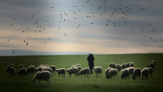 Pastore con gregge in Sardegna