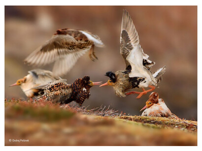 Ruffs on display, Ondrej Pelánek, Czech Republic / Wildlife Photographer of the Year 2015