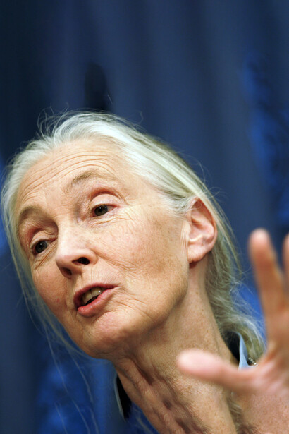 A very recent fact that worries Jane Goodall is the spread of the Covid-19 pandemic, namely the possibility that this virus could spread among chimpanzees