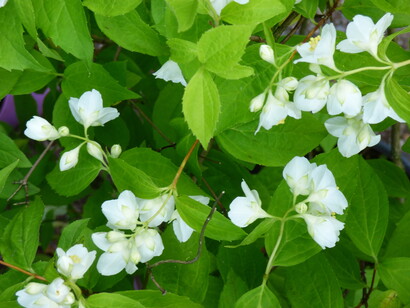 Philadelphus coronarius, filadelfo 