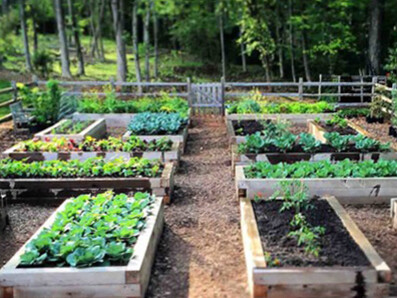 Raised beds for growing vegetables