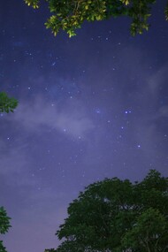 Alberi sotto le stelle di notte: "Alla fine dell’estate decidemmo di fare una delle nostre passeggiate notturne nel bosco fuori città, era stato Franz a farmi conoscere il piacere di attraversare la notte senza dormire, ore assolutamente magiche durante le quali tutto il mondo, normalmente frenetico, sembra acquietarsi. Se poi nel cielo ci sono le stelle allora si aggiunge splendore a splendore"