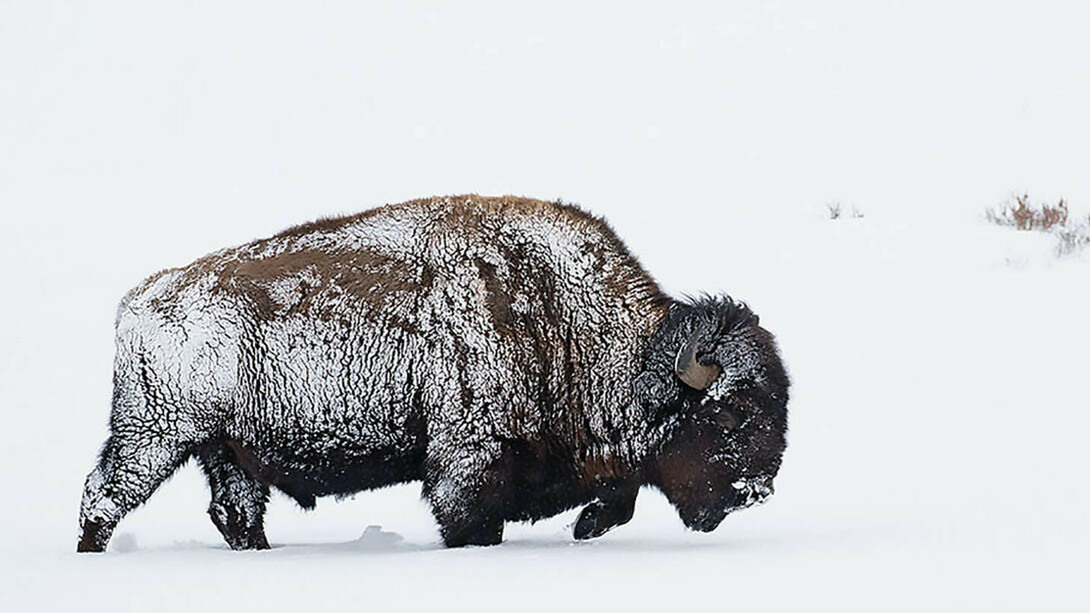 Art of Resilience. Courtesy of Glenbow