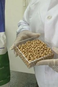 Pesquisadora da Embrapa integrante da rede Space Farming Brazil participa de estudos sobre o cultivo de plantas em ambientes extremos. A mesma capacidade de inovação que impulsiona a agricultura espacial também contribui para o desenvolvimento de cultivares adaptadas às condições tropicais brasileiras. O avanço científico liderado pela Embrapa busca ampliar as fronteiras da produção agrícola, dentro e fora do planeta Terra