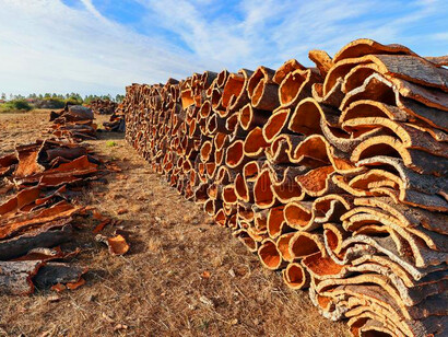 L'estrazione del sughero