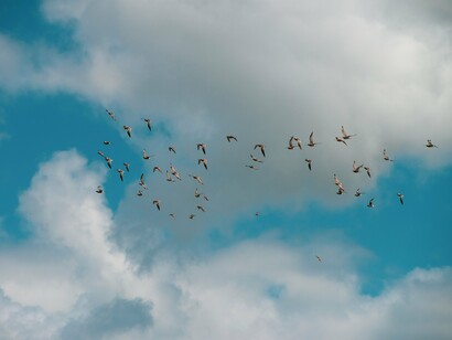 Birds navigating the sky together with effortless coordination, reflecting leadership that inspires rather than commands