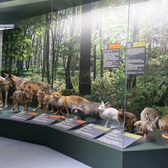Mammals of Latvia, exhibition view. Courtesy of the Latvian National Museum of Natural History