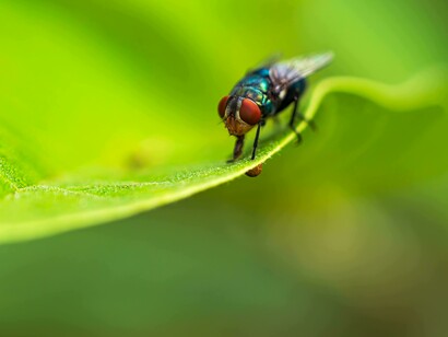 Una mosca dal corpo verde-blu iridescente e grandi occhi rossi: "A dispetto di quello che comunemente si crede, sembra che anche le mosche possiedano una coscienza, addirittura che provino emozioni..."