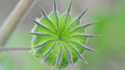Abutilon Theophrasti