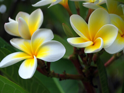 The plumeria flower, of Hawaii