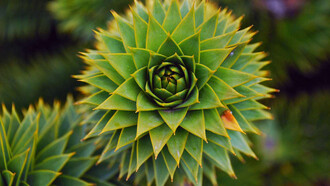 Cono femenino de «Araucaria araucana»