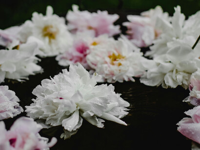 A collection of white and pink flowers floating