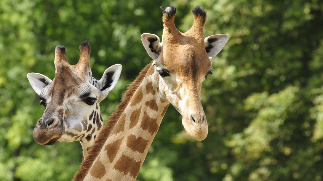 Le giraffe sono gli animali più alti al mondo