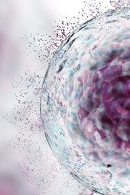 A senescent cell up close