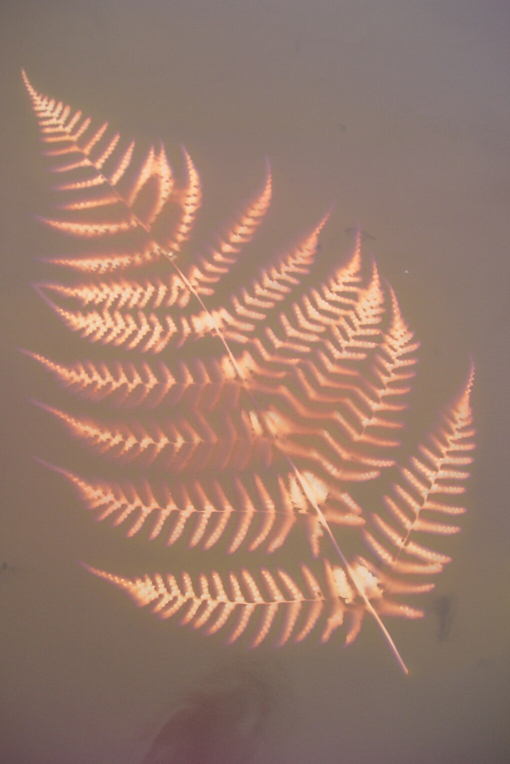 Ann Petruckevitch, Fern leaf