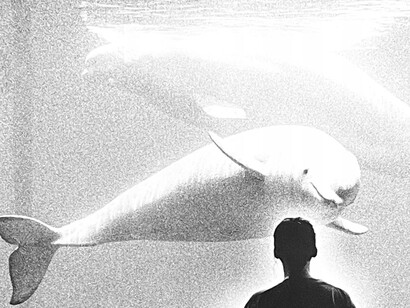 Negli occhi dell’animale lesse di una vita solitaria ormai giunta alla fine