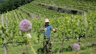 Colline terrazzate, Lamole in Chianti
