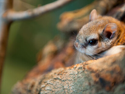 Écureuils volants. Courtesy of Science Nord