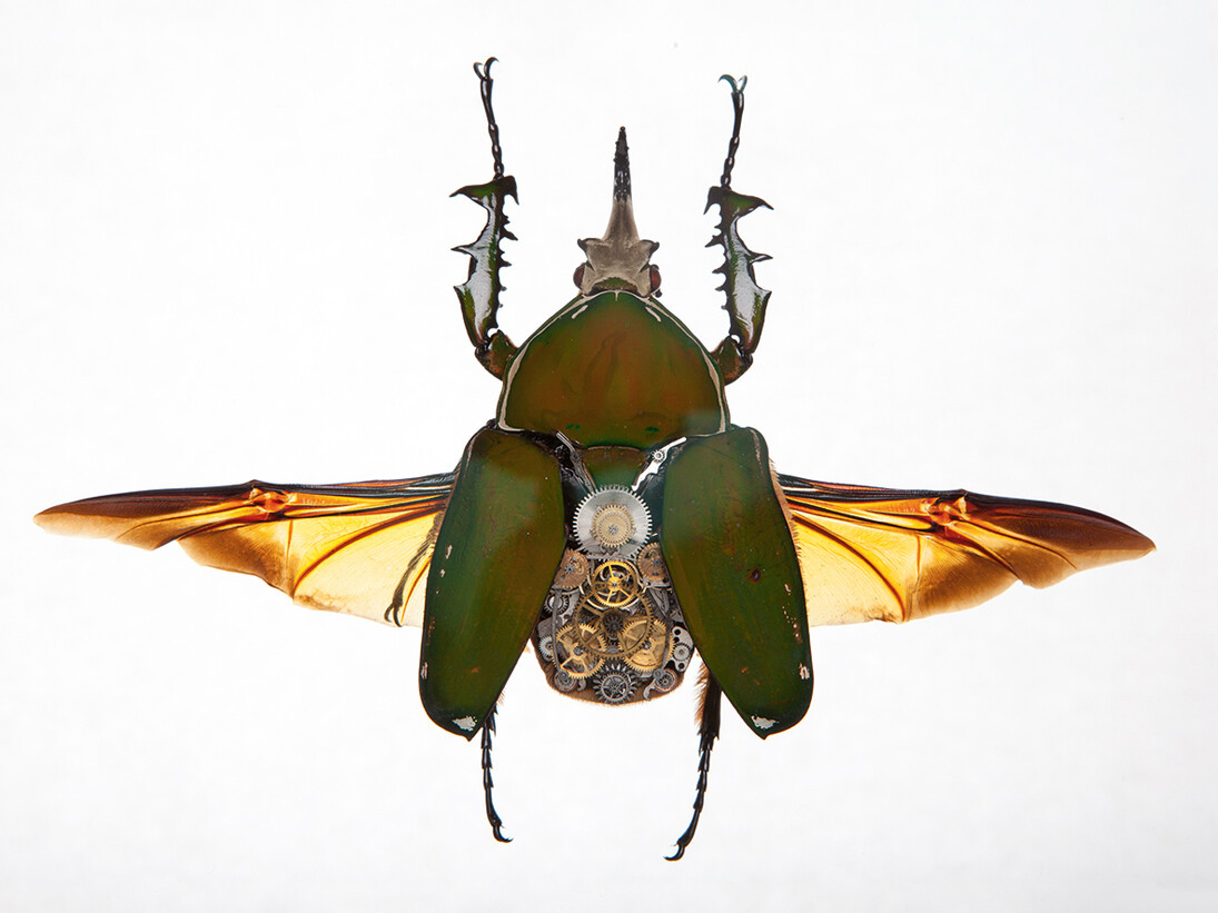 Gary Wormann, Mecynorrhina Secundus