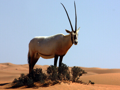 African Mammal Hall. Courtesy of Natural History Museum