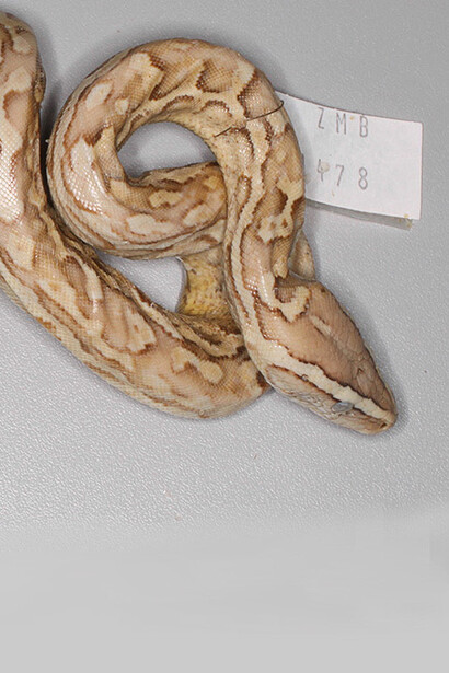 Reptiles and Amphibians. Courtesy of Museum für Naturkunde