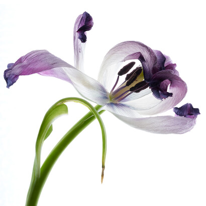 Tim Nighswander, Purple Tulip. Courtesy of Elisa Contemporary Art Gallery