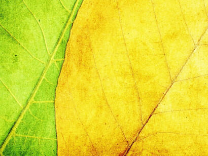 Vegetal life