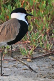 Spur-winged Lapwing © Gehan de Silva Wijeyeratne