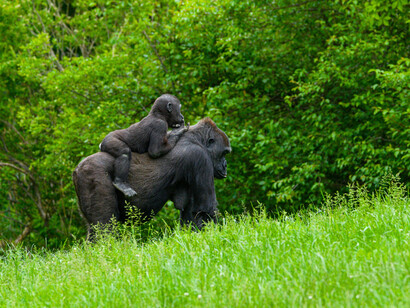 A gorilla carrying her baby on her back, symbolizing the circle of life and the need to create a better world for the next generation to inherit