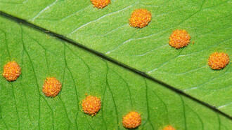 Esporas de «Polypodium leucotomos»