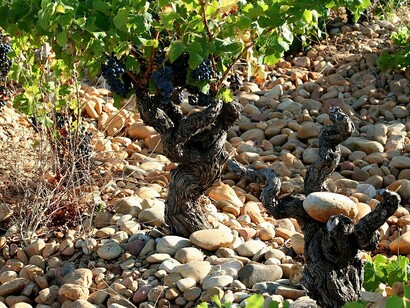 Viti che crescono tra le grandi pietre di galeta nella regione vinicola francese del Rodano meridionale, Francia