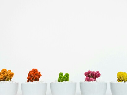 Cactus coloridos