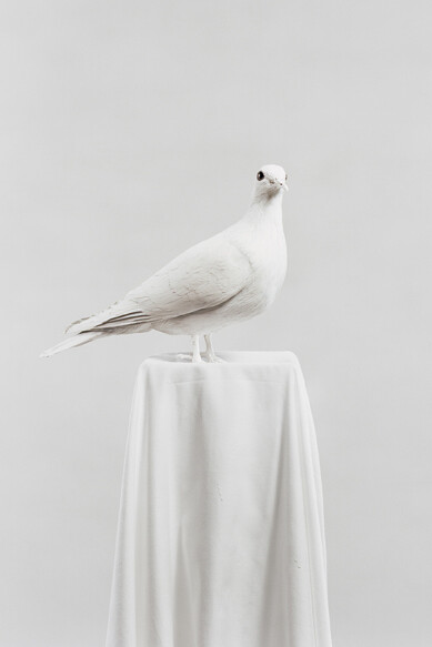 Julia Krahn, Die Taube, 2011 © Julia Krahn 
