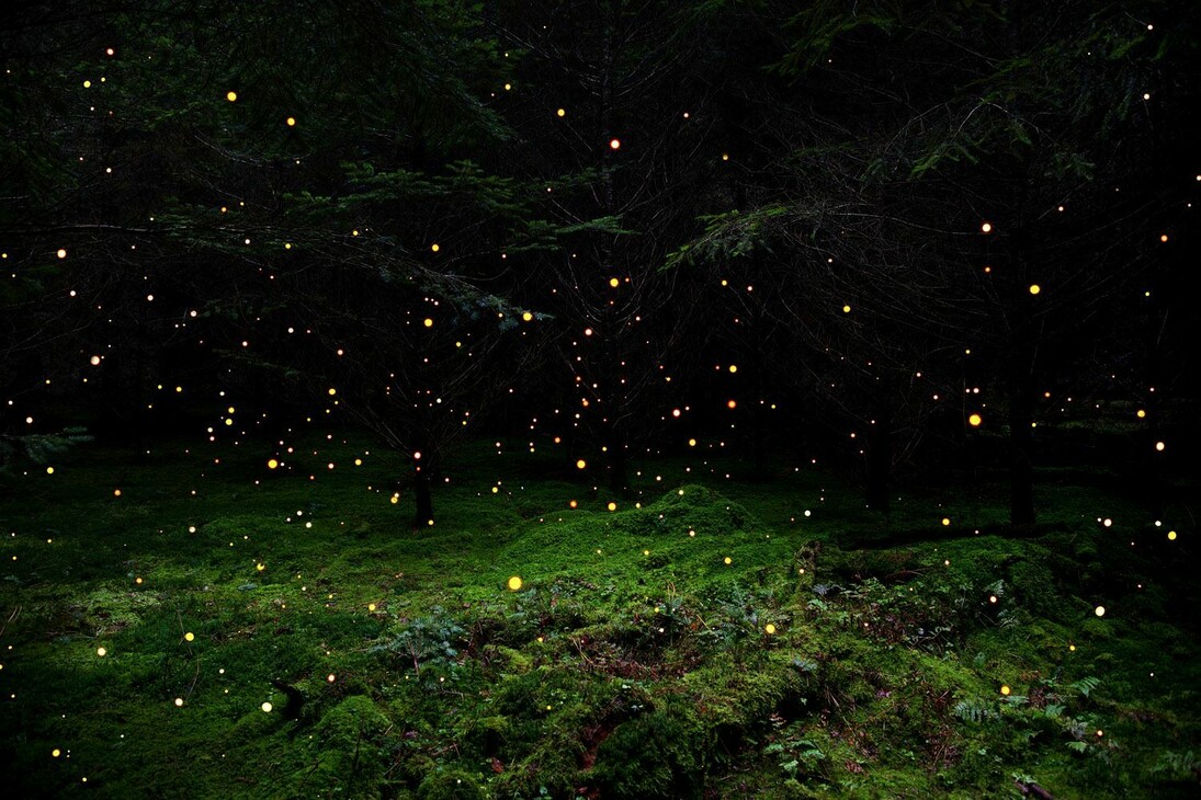 Ellie Davies ‘Stars 5’, 2014