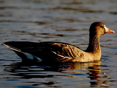 A Russian White-fronted Goose drew London birders to Hyde Park © Gehan de Silva Wijeyeratne