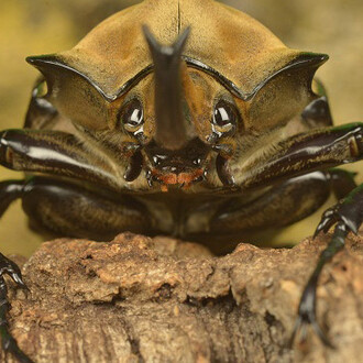 Nature Live. Courtesy of Canadian Museum of Nature