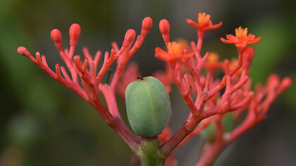 Ginseng is a type of slow-growing perennial plant that belongs to the genus Panax in the family Araliaceae 