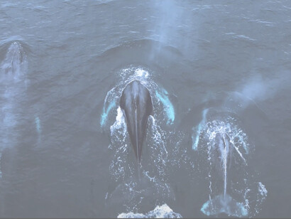 Linguaggio e comunicazione con i cetacei. Ma si può parlare di linguaggio delle balene? Alcuni ricercatori pensano di sì, e stanno cercando di decifrare il significato dei canti delle balene usando l'intelligenza artificiale. Si tratta del Project CETI