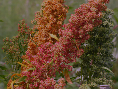 Quinoa, having relatively low water requirements, can be easily grown in coastal desert areas