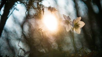 Semi di luce e di benessere