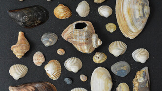 La questione delle categorie